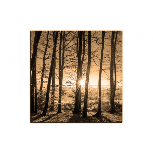 Obraz na plátně - Podzimní ráno v lese - čtverec